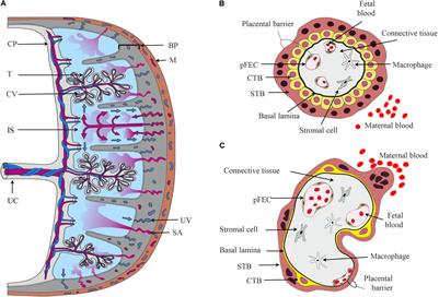 Physiology and Pathophysiology of Steroid Biosynthesis, Transport and Metabolism in the Human Placenta